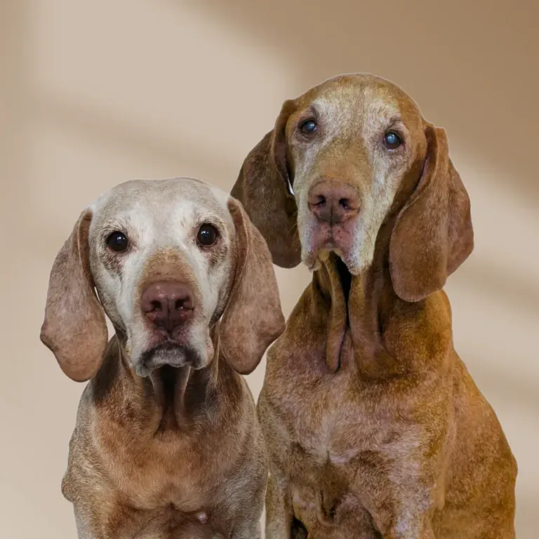 Fame und Gina, die Hunde von Sarah Bock
